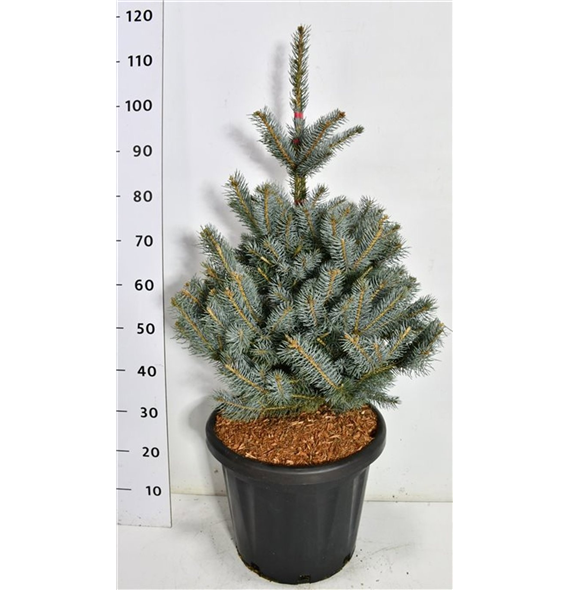 Picea abies 'Fat Albert' F00008126