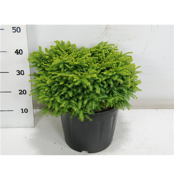 Picea abies 'Little Gem' F00006376