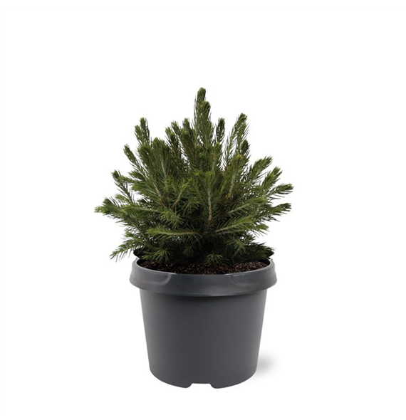 Picea abies 'Tompa' F00007922