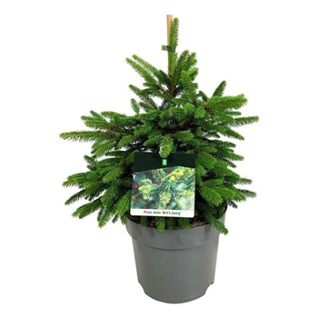 Picea abies 'Will's Zwerg' F00006232