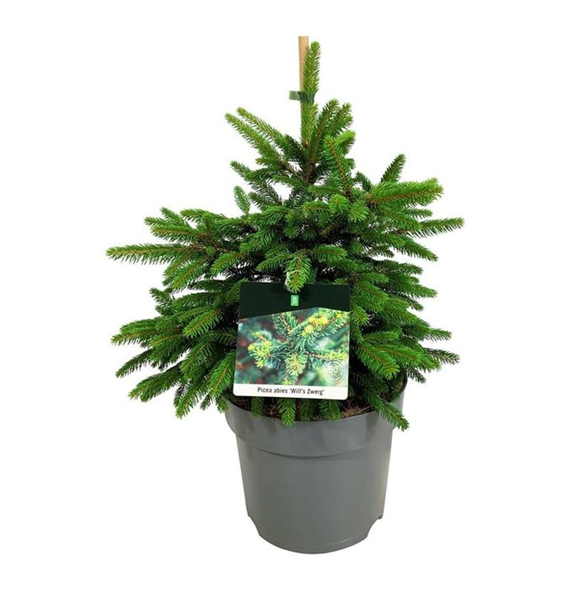 Picea abies 'Will's Zwerg' F00006232