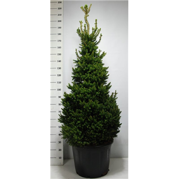 Picea abies 'Will's Zwerg' F00007977