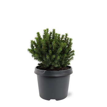 Picea glauca 'Alberta Globe' F00007924