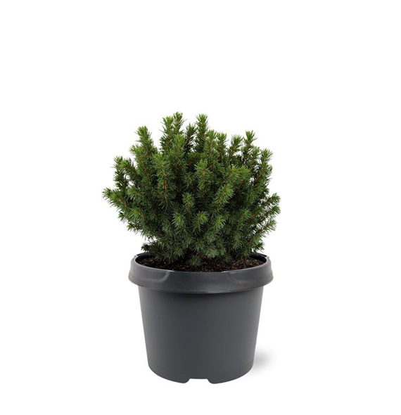 Picea glauca 'Alberta Globe' F00007924