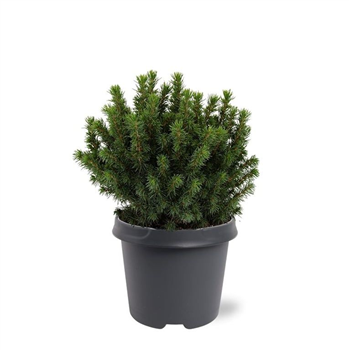 Picea glauca 'Alberta Globe' F00007925