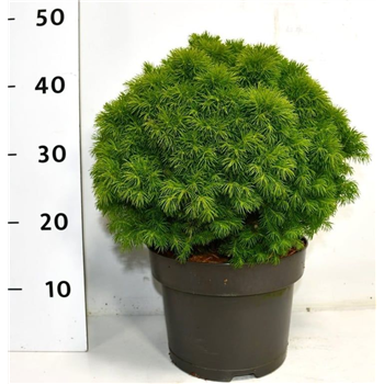 Picea glauca 'Alberta Globe' F00007971