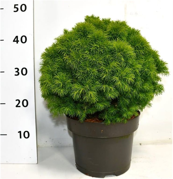 Picea glauca 'Alberta Globe' F00007971