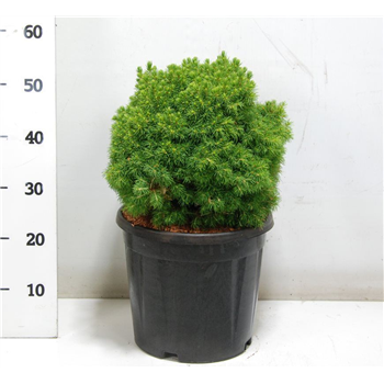 Picea glauca 'Alberta Globe' F00006378
