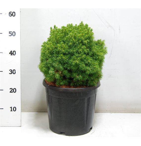 Picea glauca 'Alberta Globe' F00006378