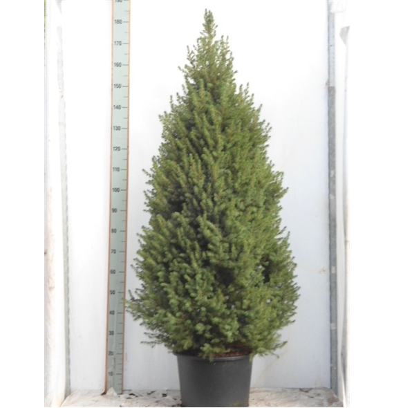 Picea glauca 'Conica' F00005399