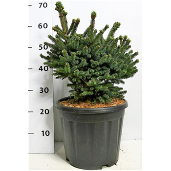 Picea glauca 'Blue Globe' F00006460