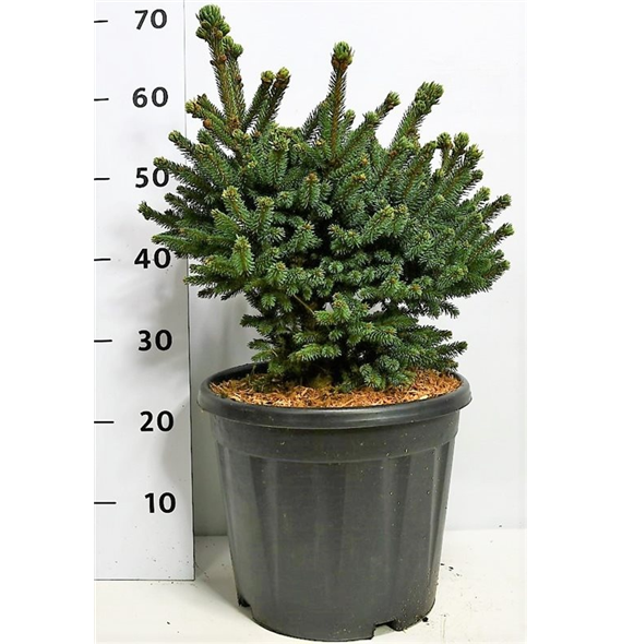 Picea glauca 'Blue Globe' F00006460