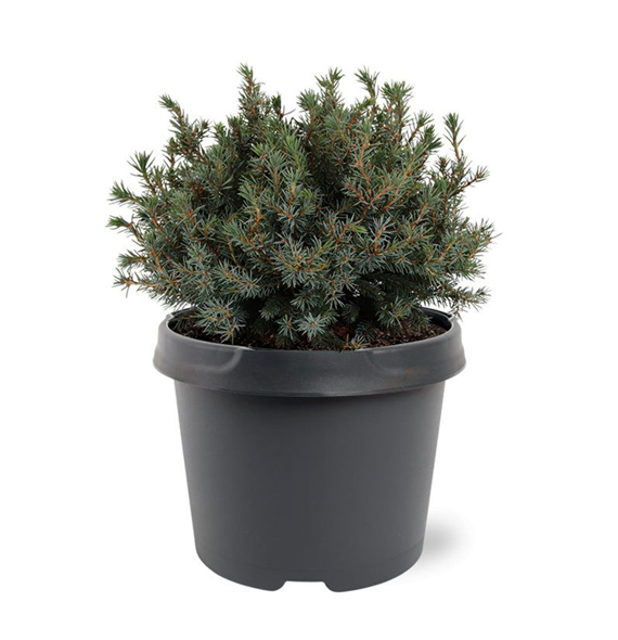 Picea glauca 'Echiniformis' F00008261