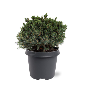 Picea glauca 'Echiniformis' F00007926