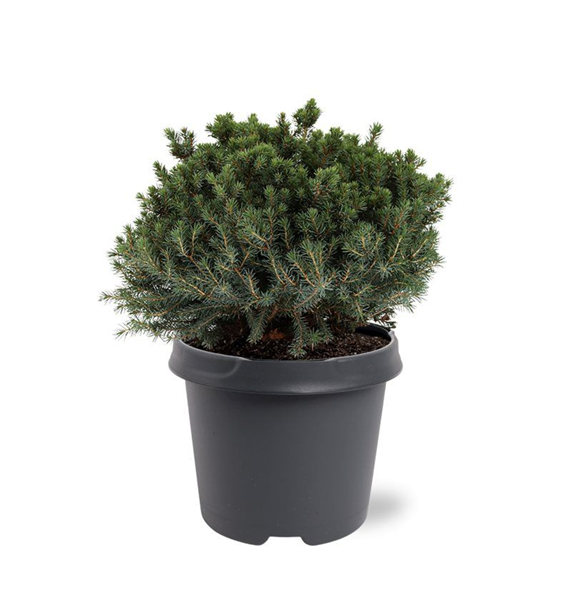 Picea glauca 'Echiniformis' F00007926