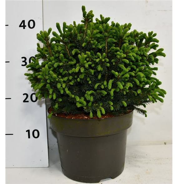 Picea glauca 'Echiniformis' F00007972