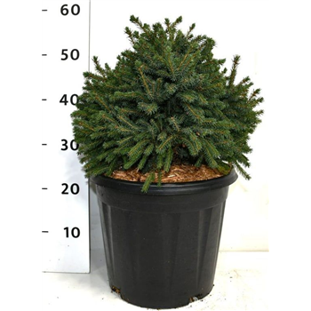 Picea glauca 'Echiniformis' F00006379