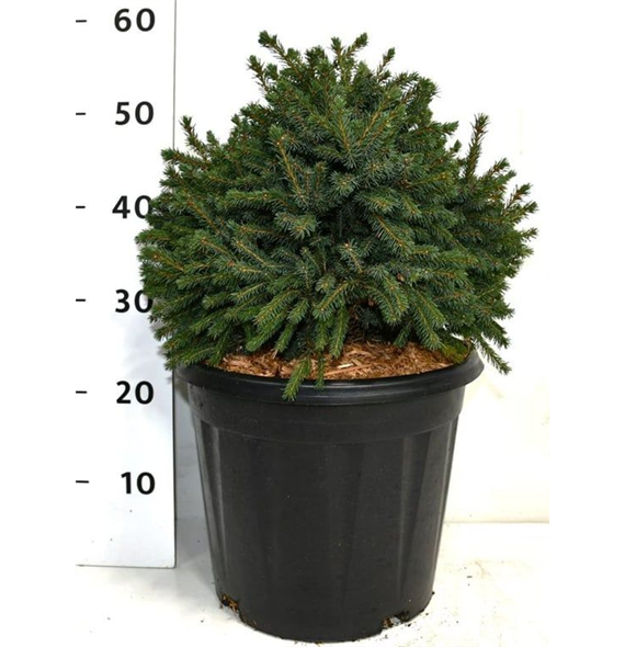 Picea glauca 'Echiniformis' F00006379