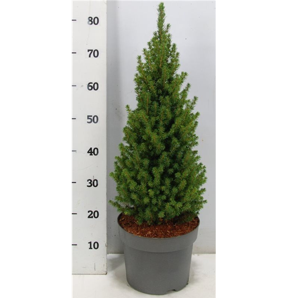 Picea glauca 'Perfecta' F00005936