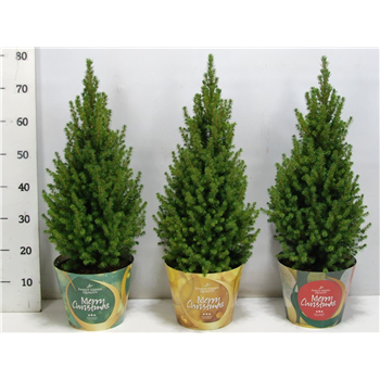 Picea glauca 'Perfecta' F00005977