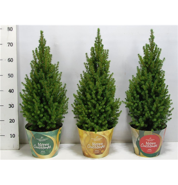 Picea glauca 'Perfecta' F00005977
