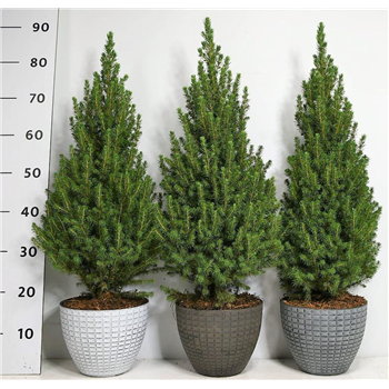 Picea glauca 'Perfecta' F00006035