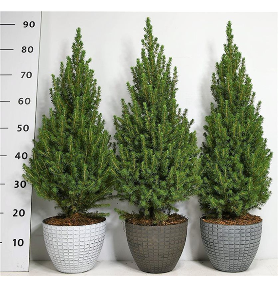 Picea glauca 'Perfecta' F00006035
