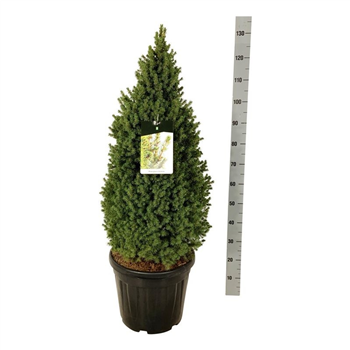 Picea glauca 'Perfecta' F00006975
