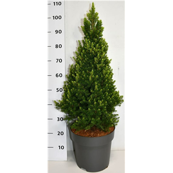 Picea glauca 'Rainbows End' F00006380