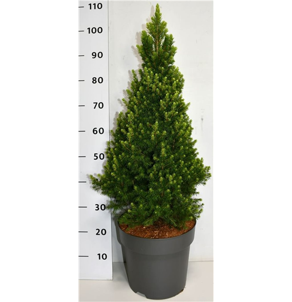 Picea glauca 'Rainbows End' F00006380