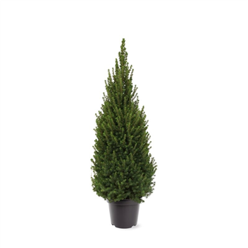 Picea glauca 'Perfecta' F00007929