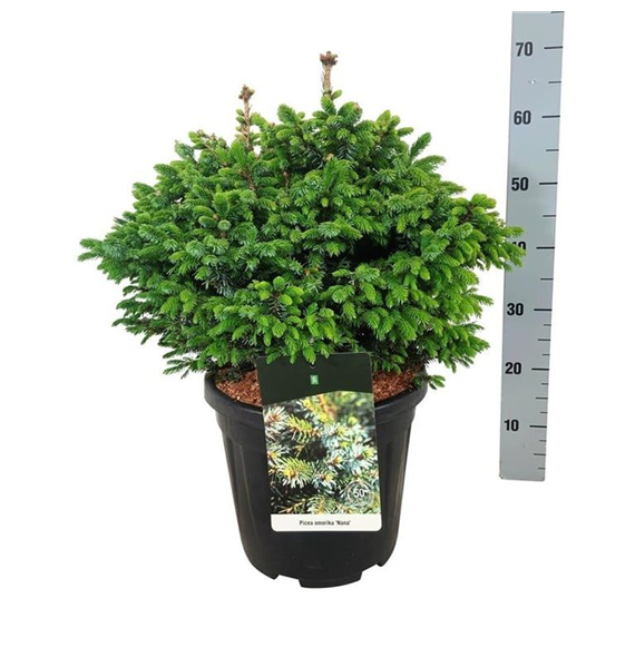 Picea omorika 'Nana' F00006954
