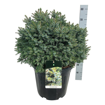 Picea omorika 'Nana' F00005670