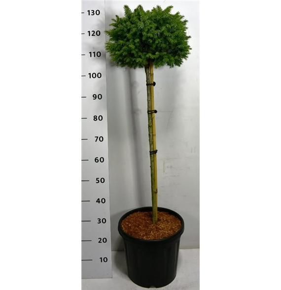 Picea omorika 'Nana' F00007980