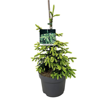 Picea orientalis 'Aureospicata' F00007411