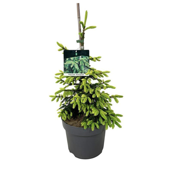 Picea orientalis 'Aureospicata' F00007411