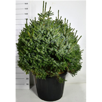 Picea omorika 'Nana' F00006497