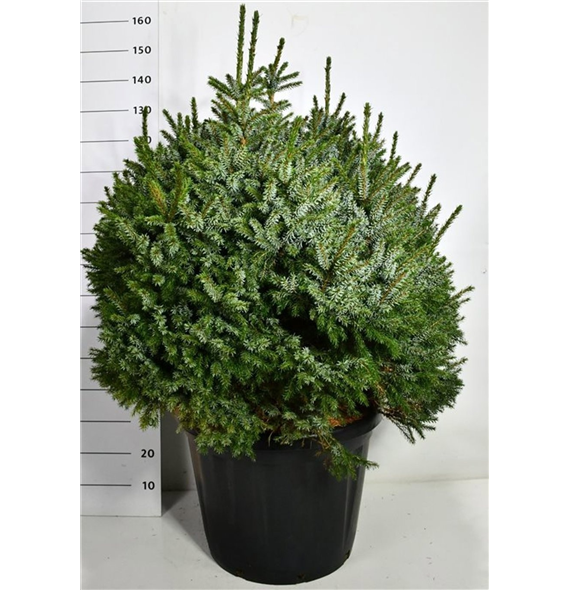 Picea omorika 'Nana' F00006497