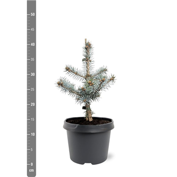 Picea pungens 'Blue Diamond' F00007934