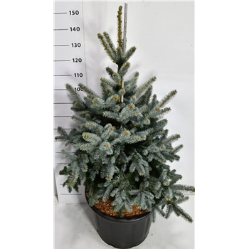 Picea pungens 'Blue Mountain' F00007537