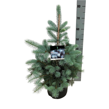 Picea pungens 'Edith' F00008311