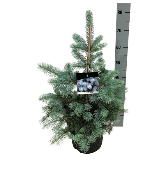 Picea pungens 'Edith' F00008311