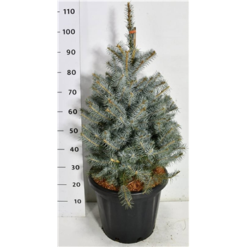 Picea pungens 'Edith' F00006560