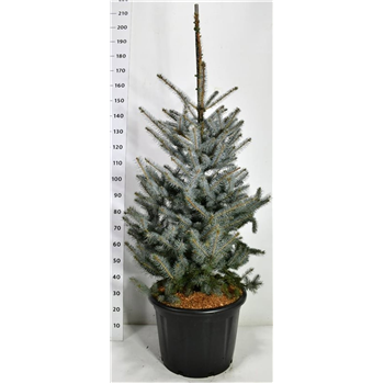 Picea pungens 'Edith' F00006603