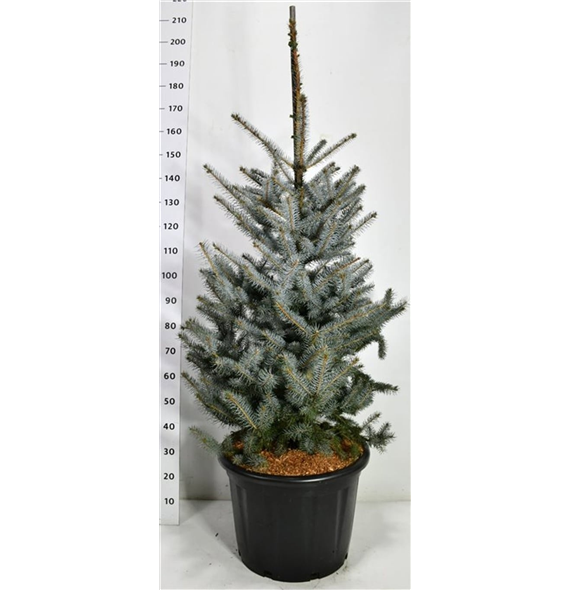 Picea pungens 'Edith' F00006603