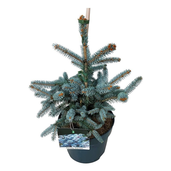 Picea pungens 'Erich Frahm' F00007497