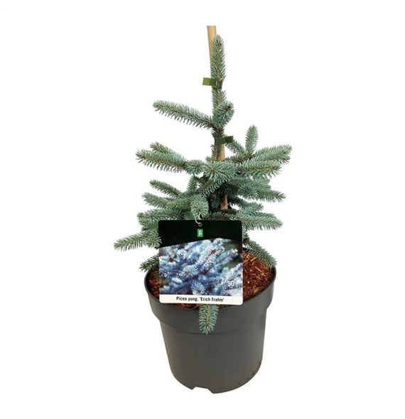 Picea pungens 'Erich Frahm' F00008309