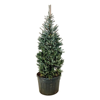 Picea pungens 'Erich Frahm' F00007247