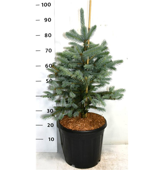 Picea pungens 'Fat Albert' F00007777