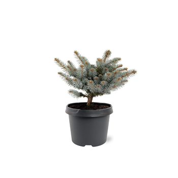 Picea pungens 'Glauca Globosa' F00007938